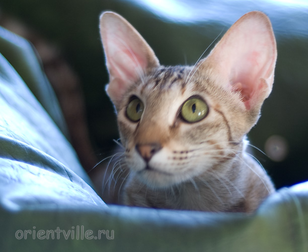 Габи. 11 месяцев