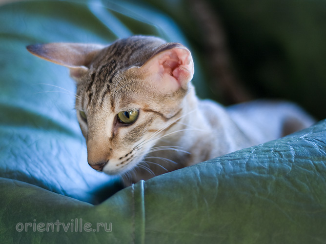 Габи. 11 месяцев