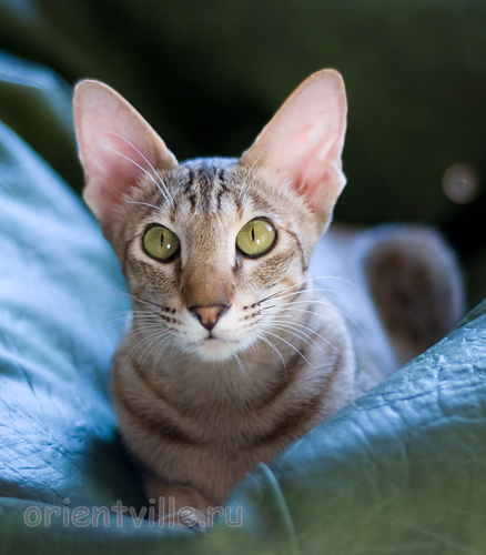 Габи. 11 месяцев