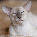 I.Ch. Nemo von Ruopigen*CH (SIA c)