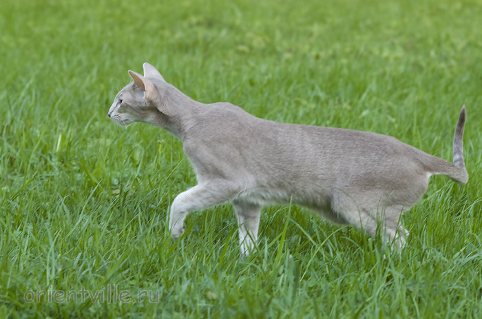 Mikado's Escada, 10 mnth