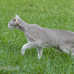 Mikado's Escada, 10 mnth