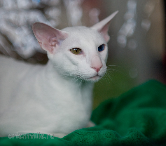 Orientville's Gandalf. 1 year