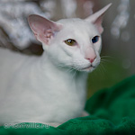 Orientville's Gandalf. 1 year