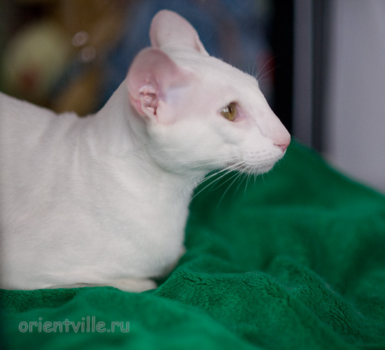 Orientville's Gandalf. 1 year