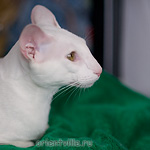 Orientville's Gandalf. 1 year