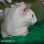 Orientville's Gandalf. 1 year