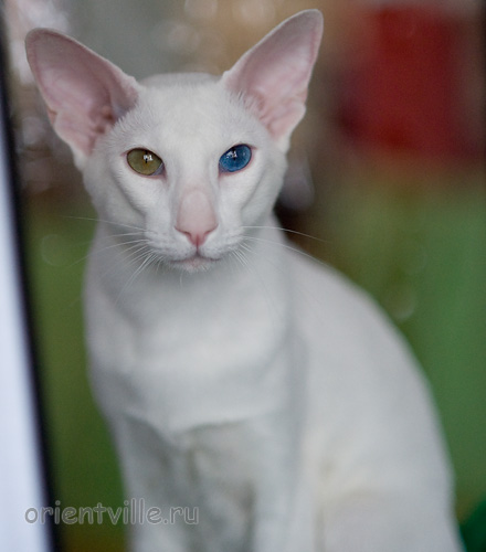 Orientville's Gandalf. 1 year