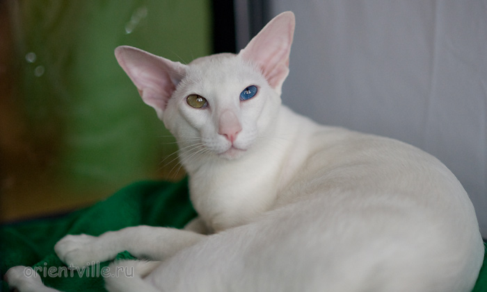 Orientville's Gandalf. 1 year