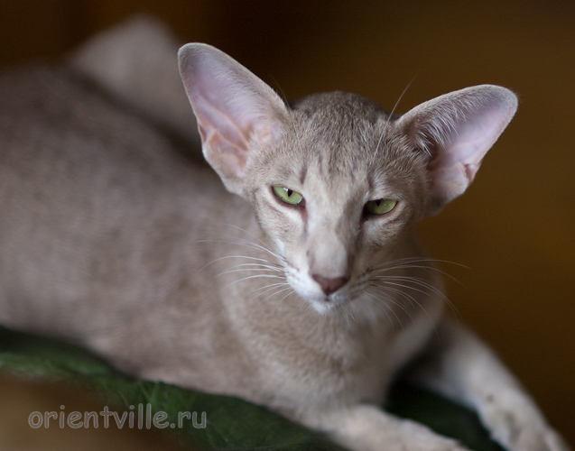 Mikado's Escada, 1 year