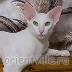 Orientville's Galateya (ORI w 64)