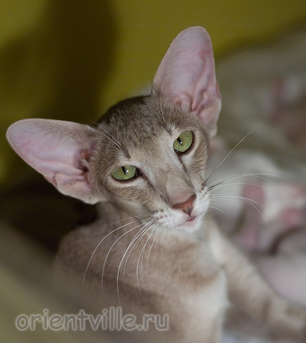 Mikado's Escada, 1 year