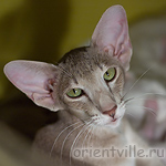 Mikado's Escada, 1 year