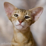 Orientville's Fiona Princess (ORI b 24)