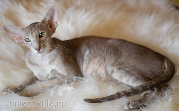 Mikado's Escada, 1 year