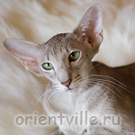 Mikado's Escada, 1 year