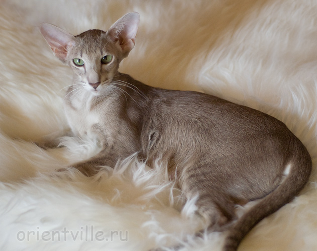 Mikado's Escada, 1 year