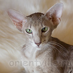 Mikado's Escada, 1 year