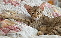 Zima Sueno de Pantera. 1 year (pregnant)