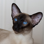 Shagio-Chen Texas Lady (SIA n)