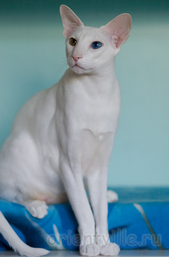 Orientville's Gandalf. 2 years