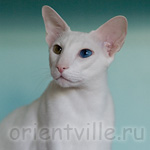 Orientville's Gandalf. 2 years