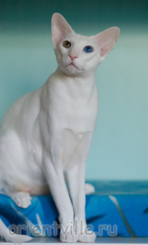 Orientville's Gandalf. 2 years