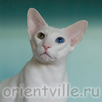 Orientville's Gandalf. 2 years