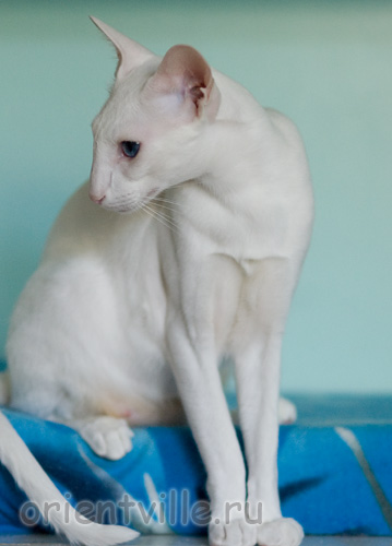 Orientville's Gandalf. 2 years