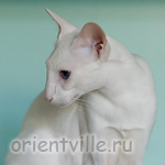 Orientville's Gandalf. 2 years