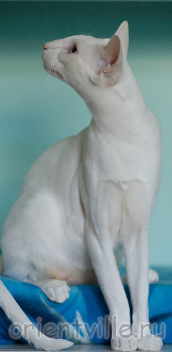 Orientville's Gandalf. 2 years