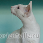 Orientville's Gandalf. 2 years