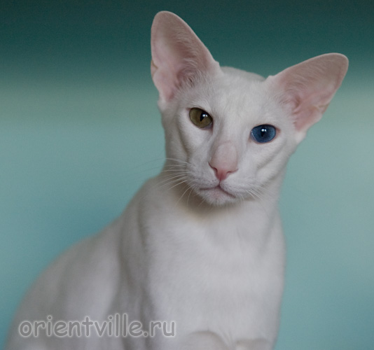 Orientville's Gandalf. 2 years