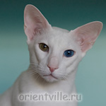 Orientville's Gandalf. 2 years