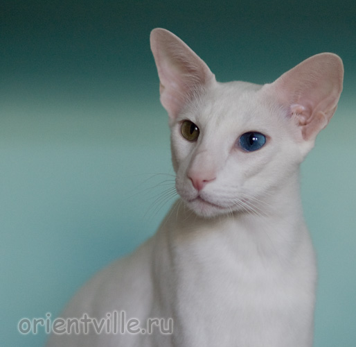 Orientville's Gandalf. 2 years