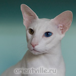 Orientville's Gandalf. 2 years