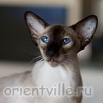 Texas Lady, 3 years old