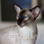 Texas Lady, 3 years old