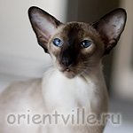 HU*Shagio-Chen Texas Lady (SIA n)