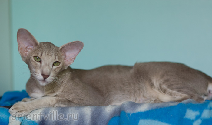 Mikado's Escada, 1.5 year