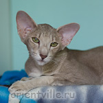 Mikado's Escada, 1.5 year