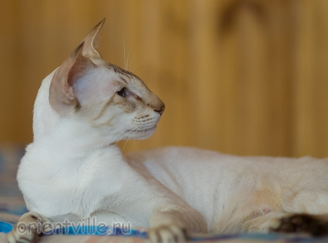 Orientville's Akela, 4 years