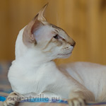 Orientville's Akela, 4 years