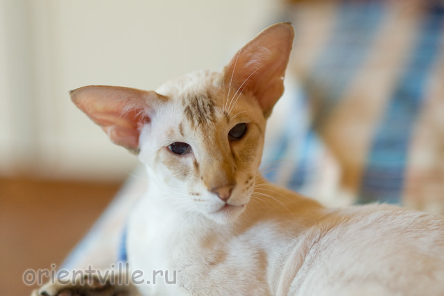 Orientville's Akela, 4 years