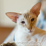 Orientville's Akela, 4 years