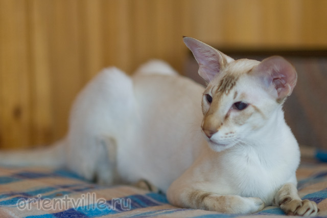 Orientville's Akela, 4 years