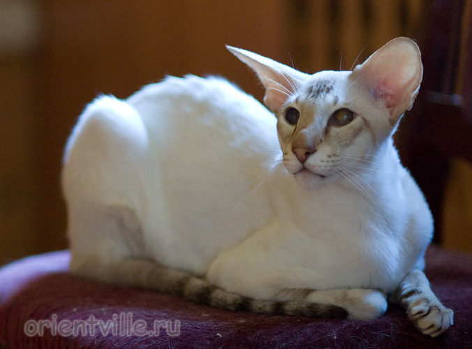 Orientville's Akela, 4 years