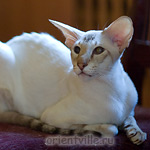 Orientville's Akela, 4 years