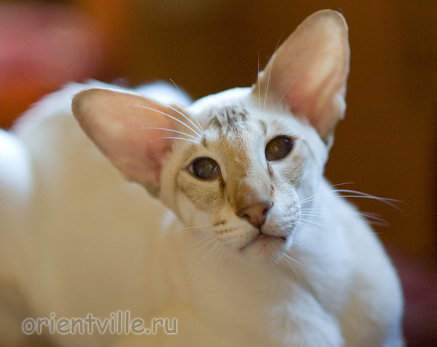 Orientville's Akela, 4 years