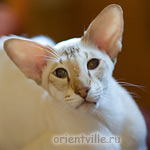 Orientville's Akela, 4 years